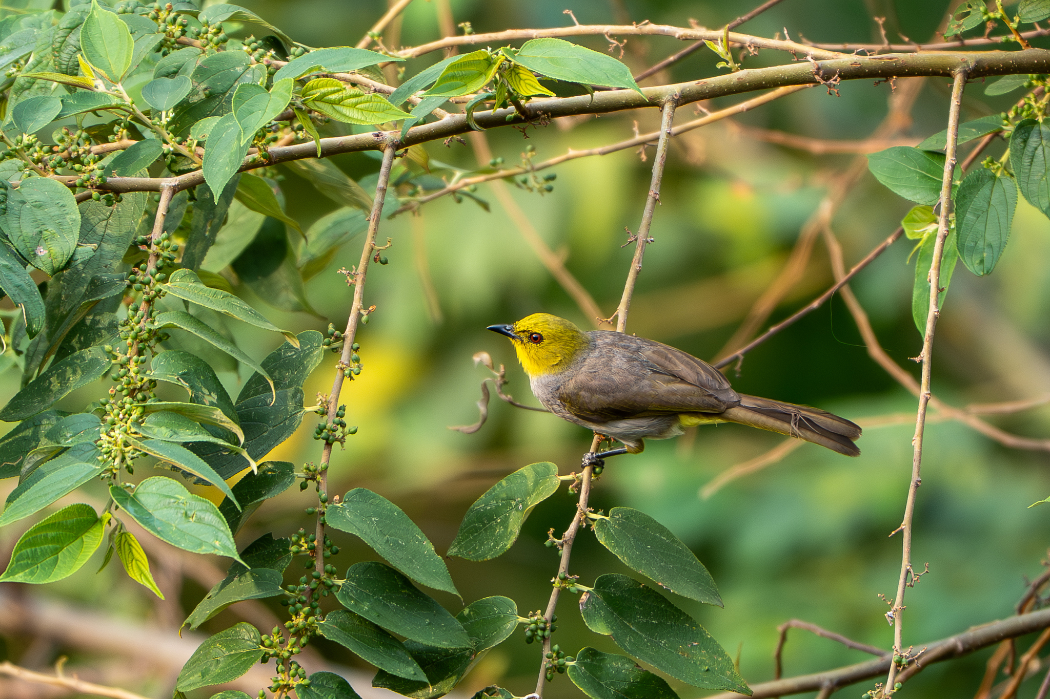 Yellow-throated Bulbul (Pycnonotus xantholaemus), photo 2