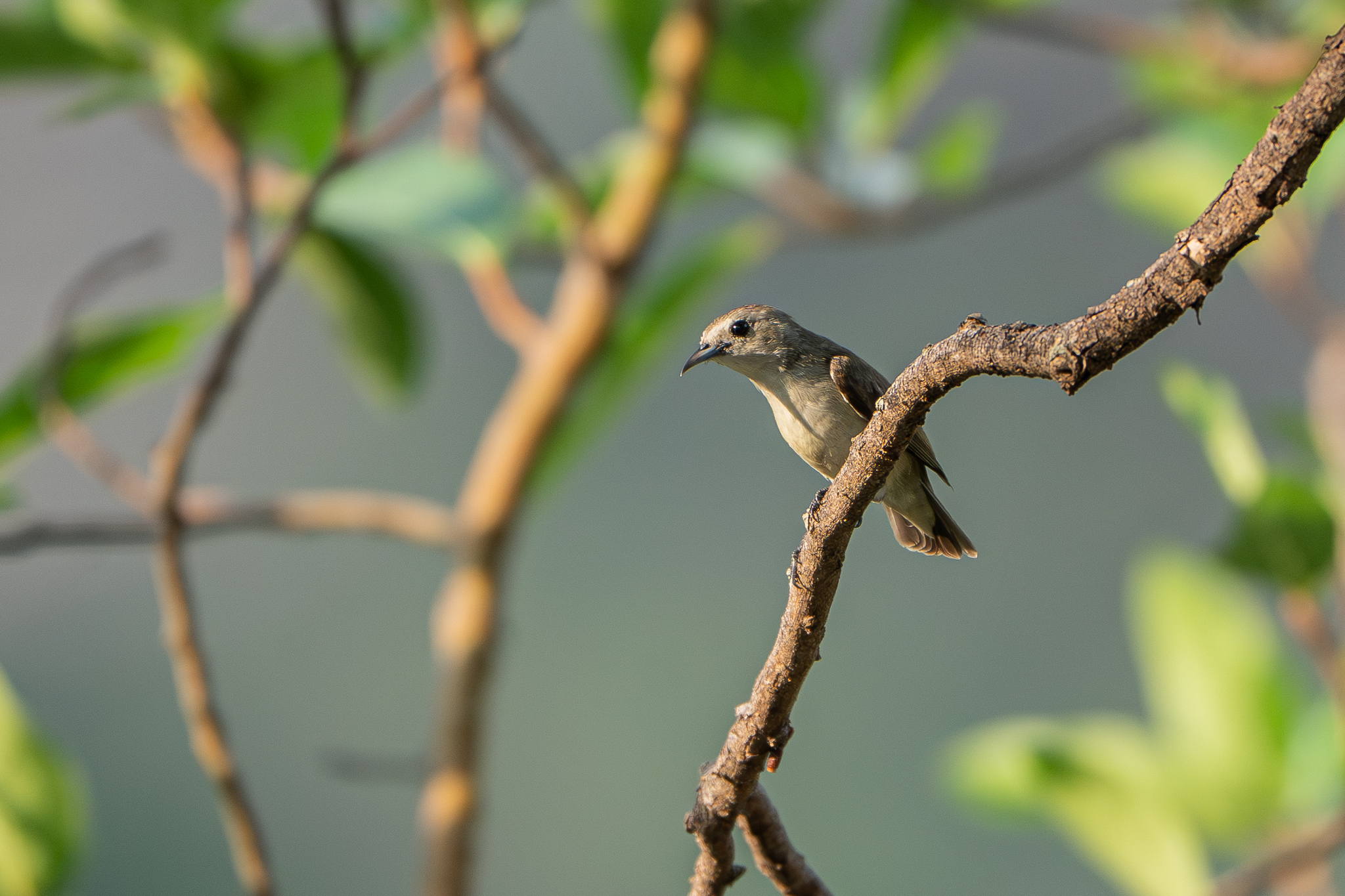 Nilgiri Flowerpecker (Dicaeum concolor), photo 4