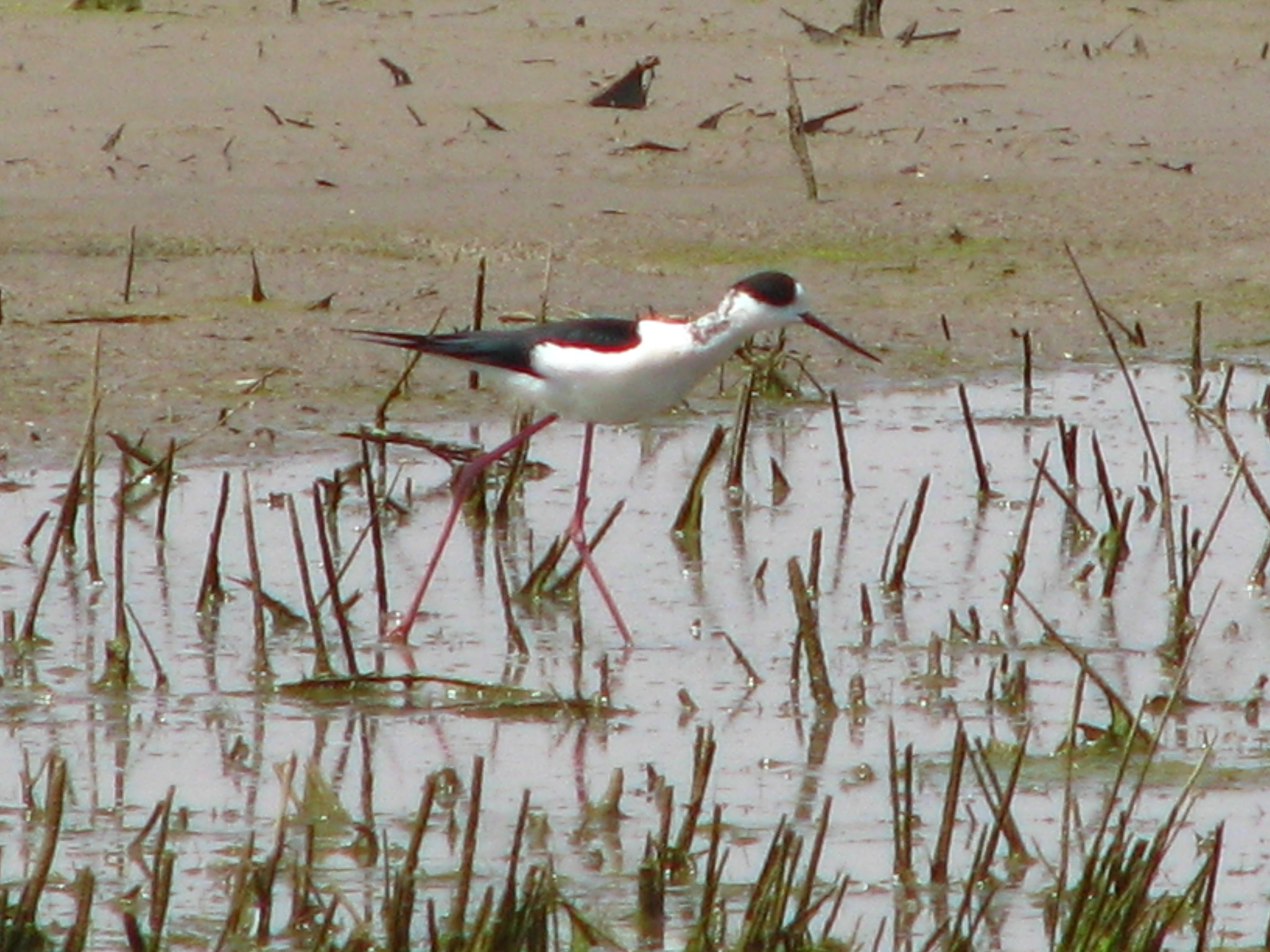Black-winged Stilt