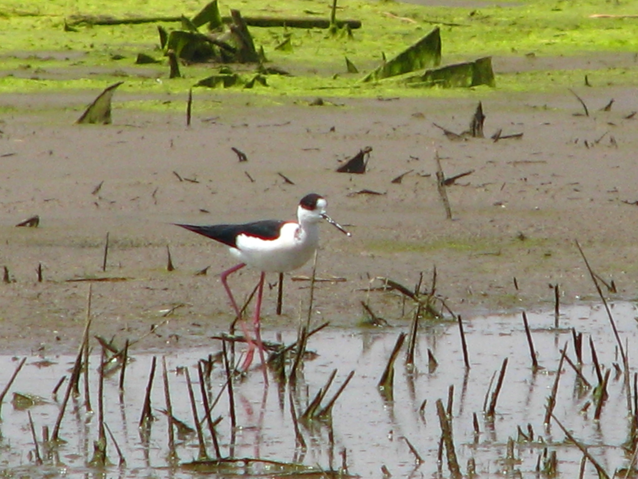 Black-winged Stilt