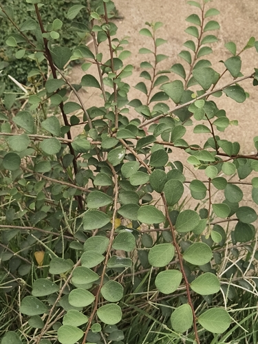 Indian snowberry (Flueggea leucopyrus)
