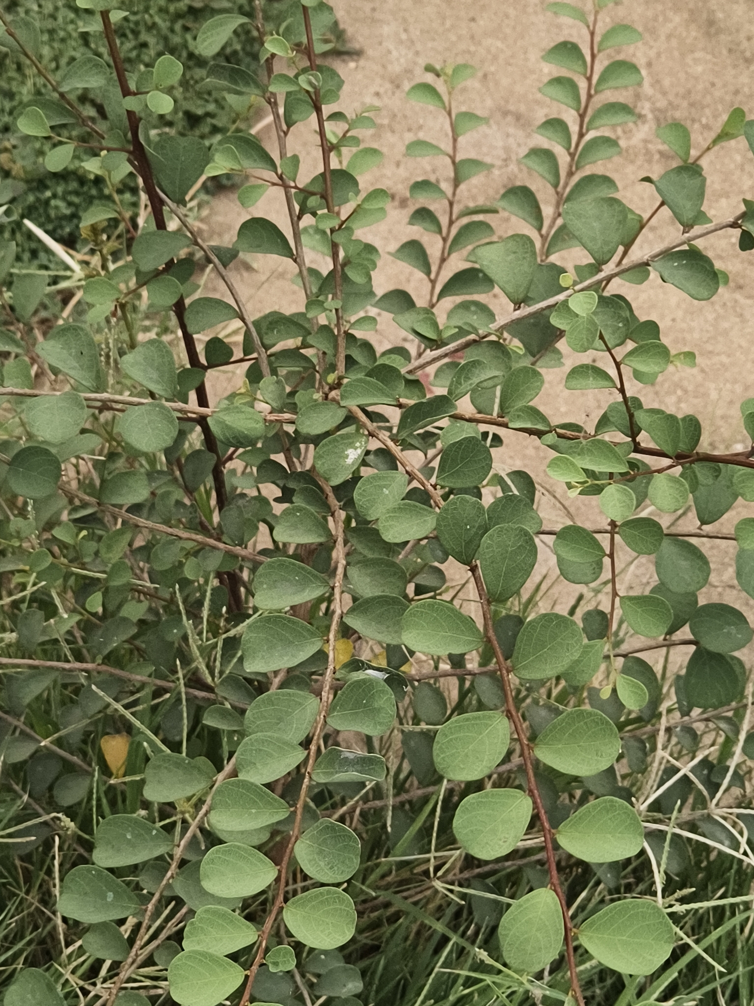 Indian Snowberry (Flueggea leucopyrus)