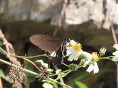Papilio castor formosanus