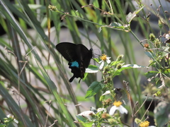 Papilio hermosanus