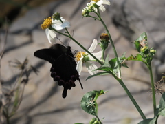 Papilio hermosanus