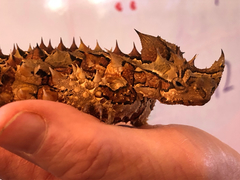 Moloch horridus