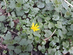 Ficaria verna