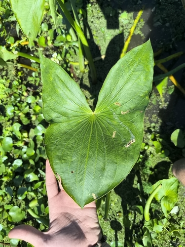 Aztec arrowhead (Sagittaria montevidensis)