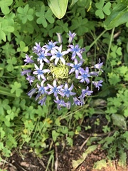Scilla peruviana