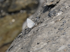 Celastrina lavendularis himilcon