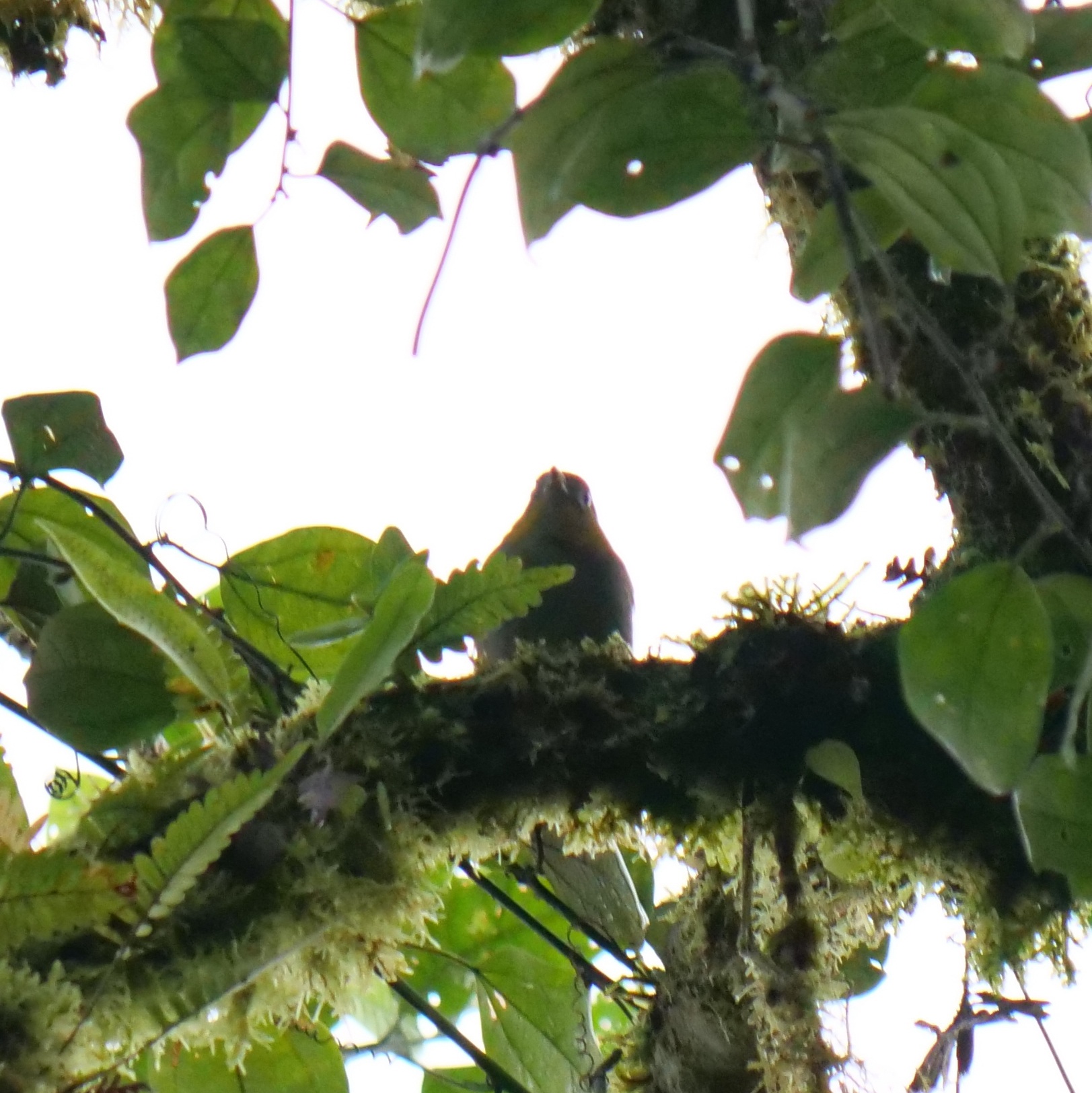 Yellow-throated Chlorospingus (Chlorospingus flavigularis), photo 5