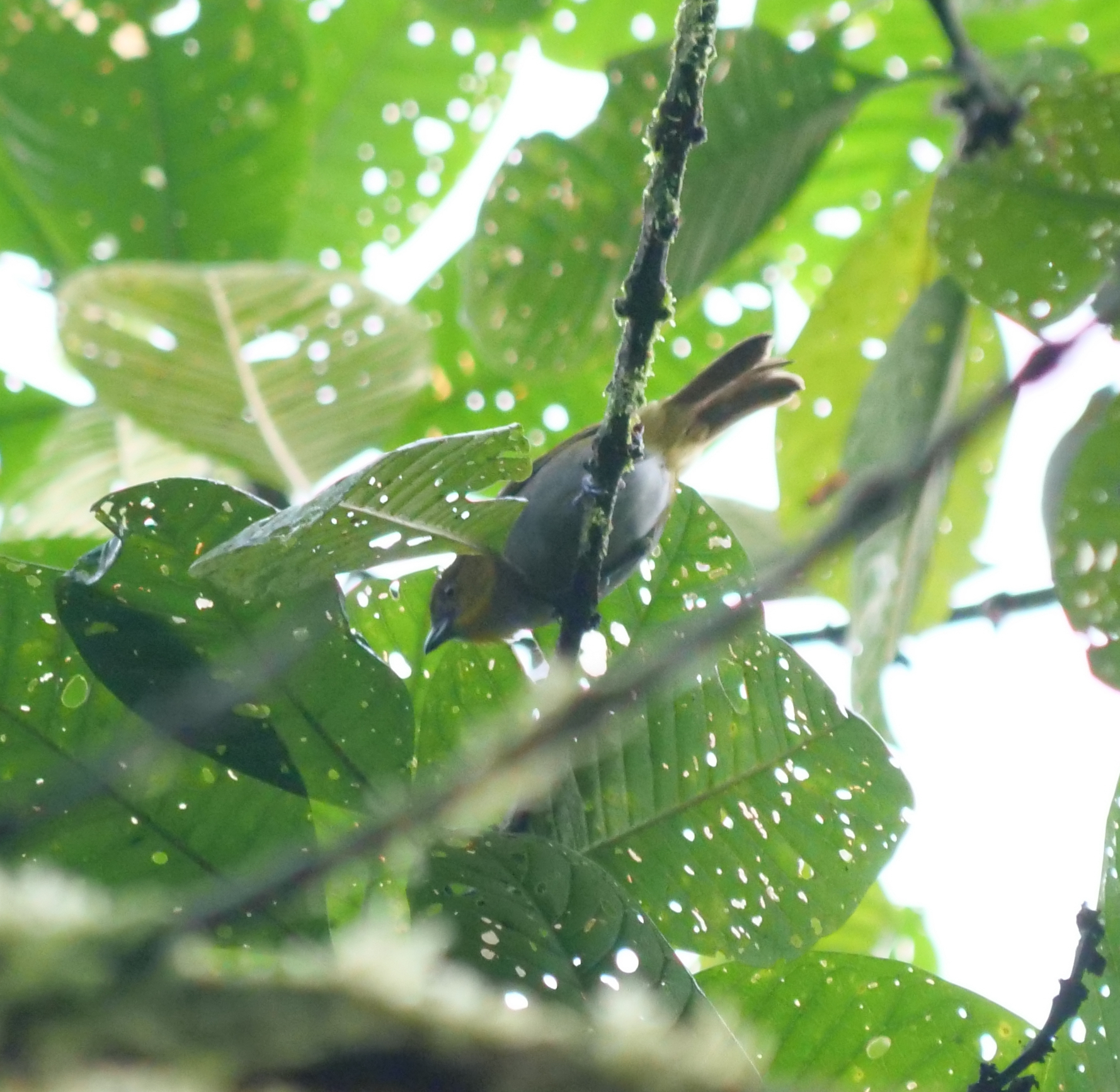 Yellow-throated Chlorospingus (Chlorospingus flavigularis), photo 4