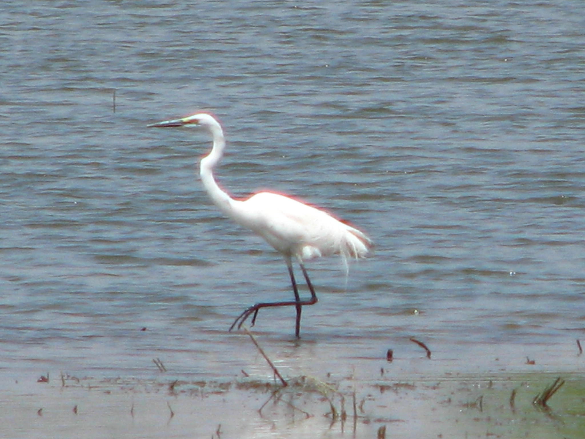 Great Egret