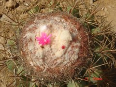 Melocactus curvispinus