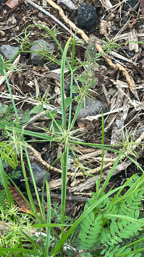 Cyperus sphacelatus observed 2026-03-30