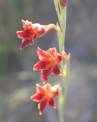 Gladiolus emiliae