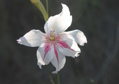 Gladiolus roseovenosus