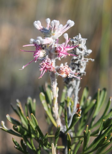 How to identify Paranomus dispersus Levyns