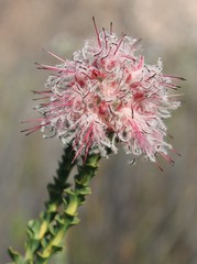 Paranomus longicaulis