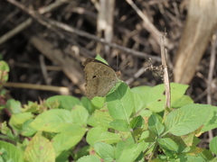 Junonia lemonias aenaria