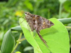 Chioides