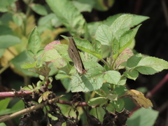 Junonia lemonias aenaria