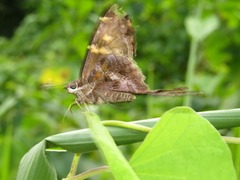 Chioides