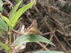 Junonia lemonias aenaria