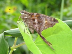 Chioides
