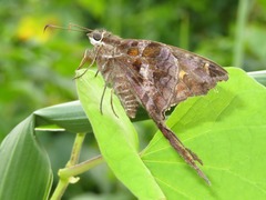 Chioides