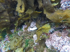 Hypselodoris capensis