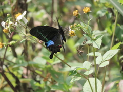 Papilio hermosanus