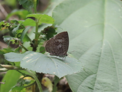 Arhopala birmana asakurae