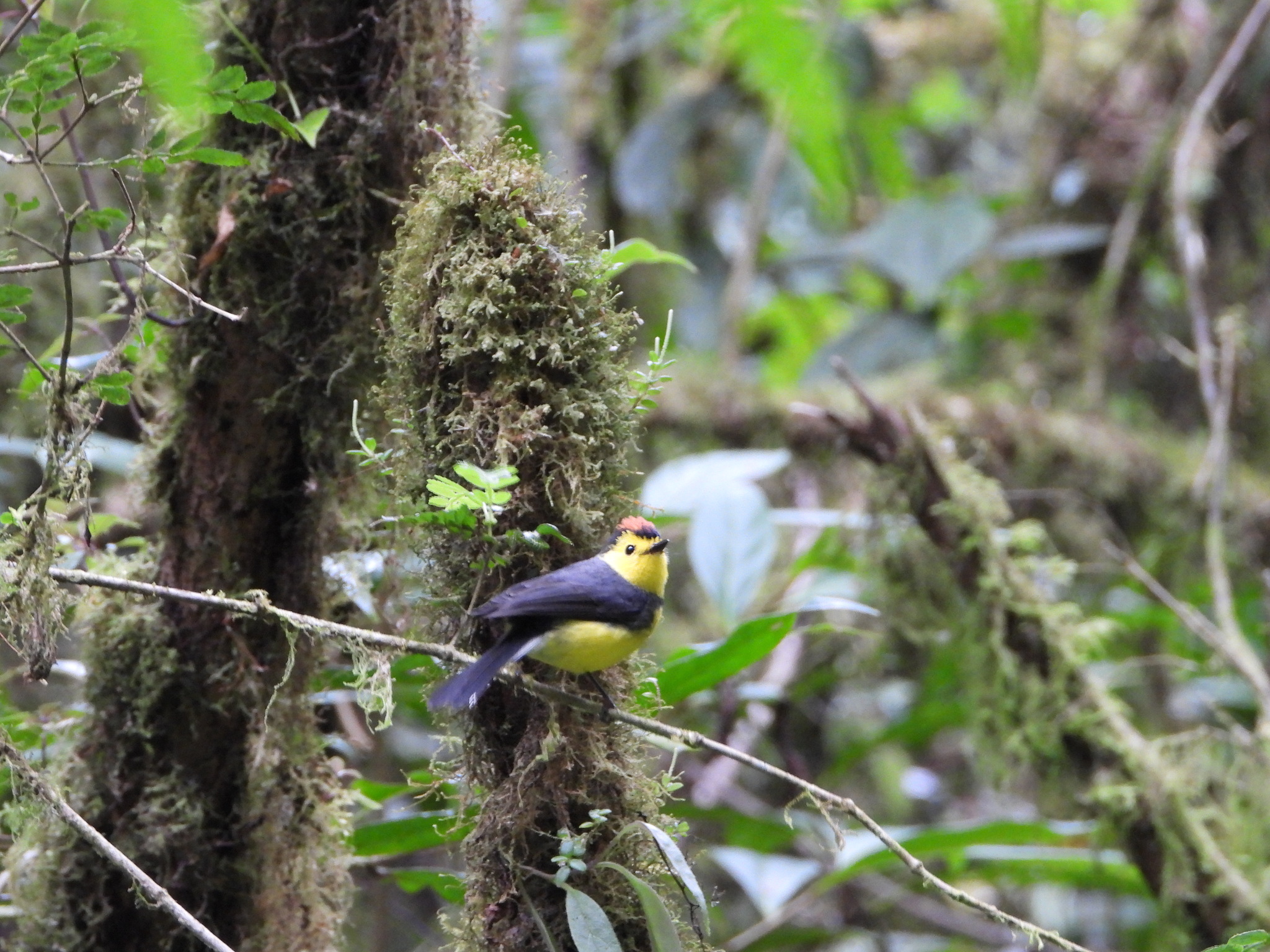 Collared Whitestart (Myioborus torquatus), photo 10