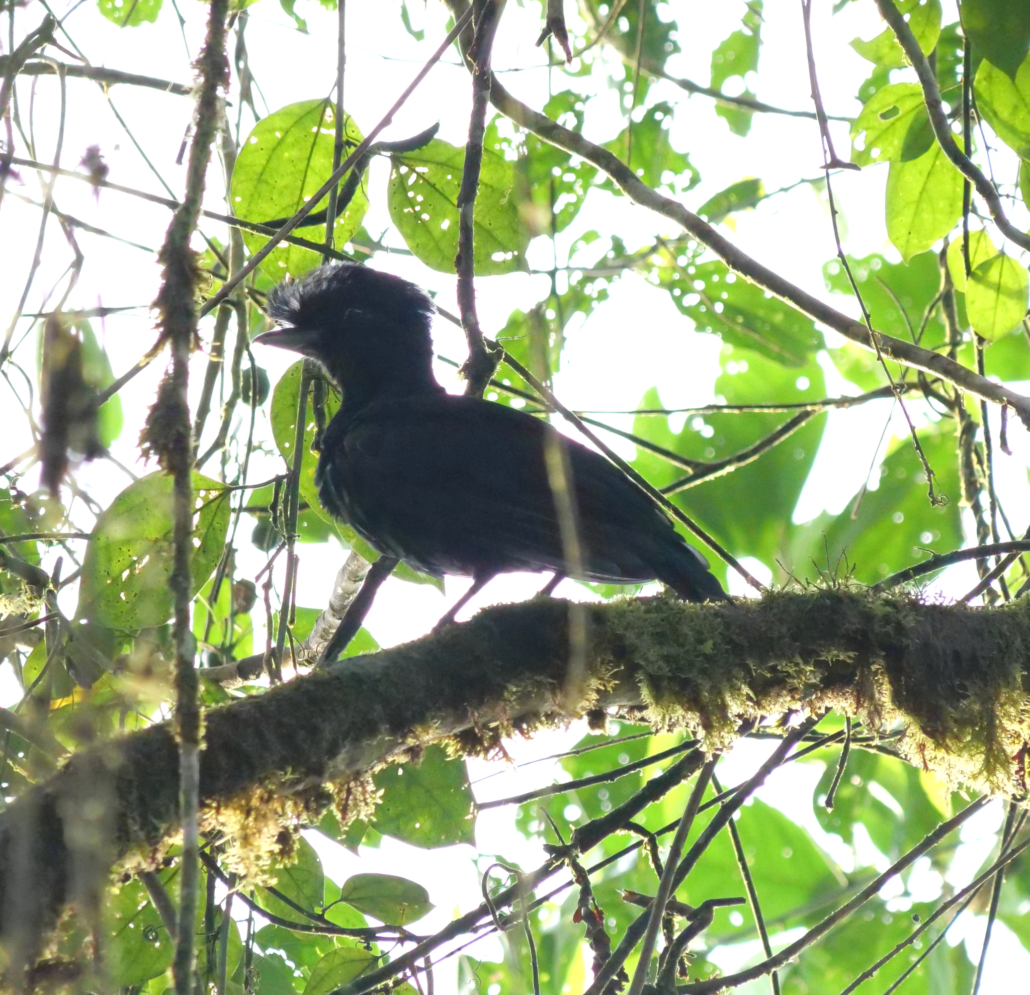Long-wattled Umbrellabird (Cephalopterus penduliger), photo 2