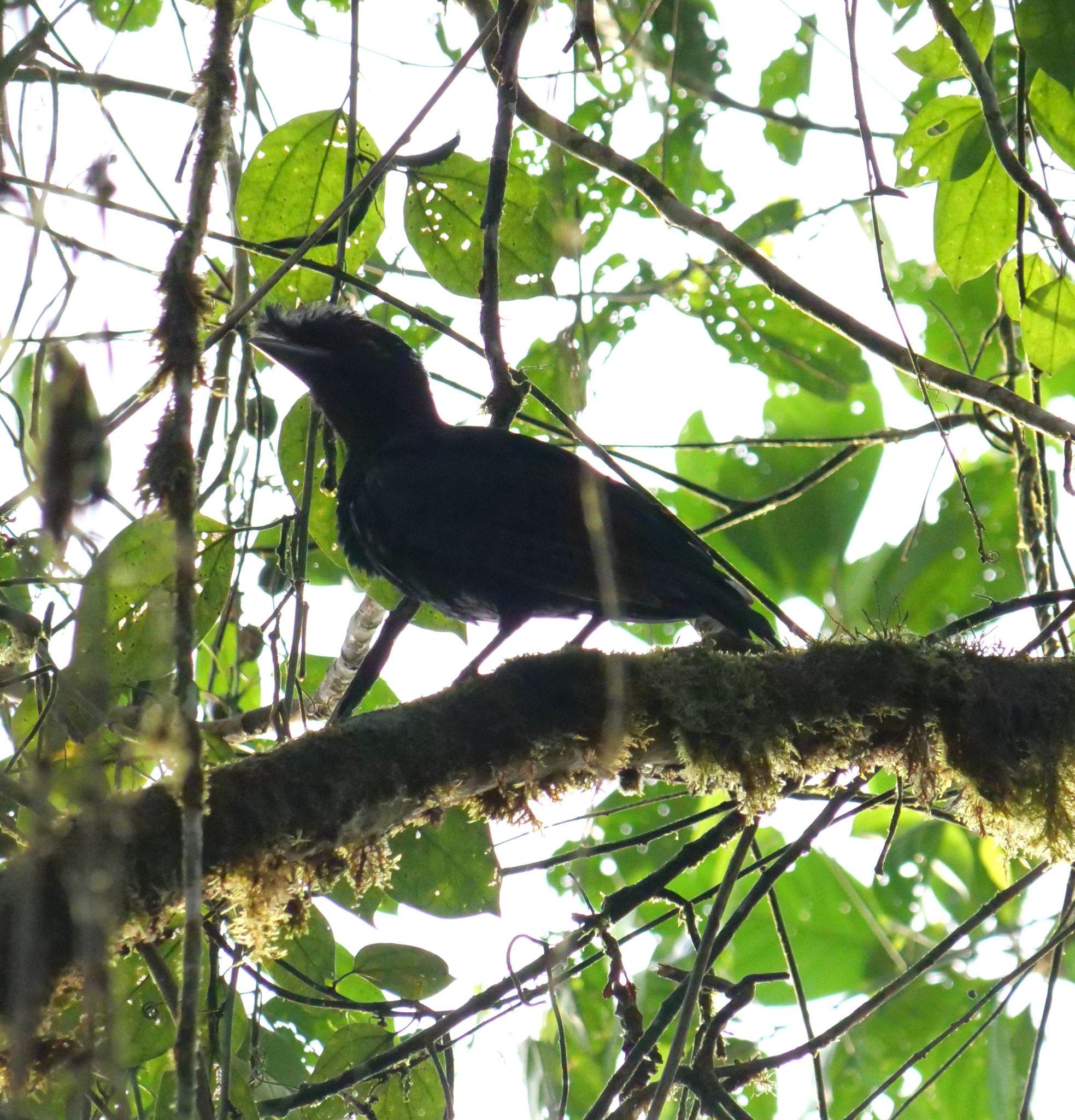 Long-wattled Umbrellabird (Cephalopterus penduliger), photo 3