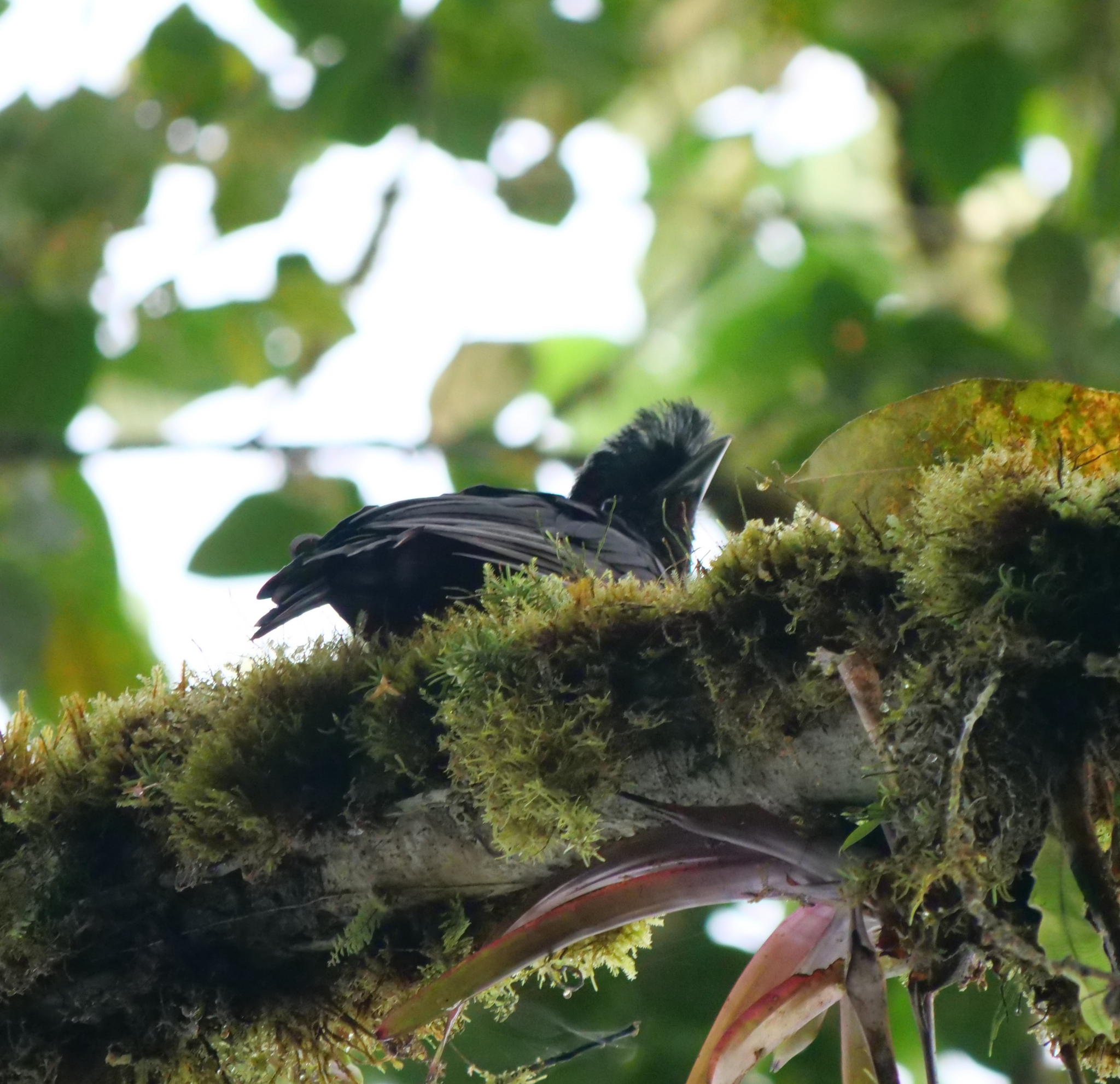 Long-wattled Umbrellabird (Cephalopterus penduliger), photo 4