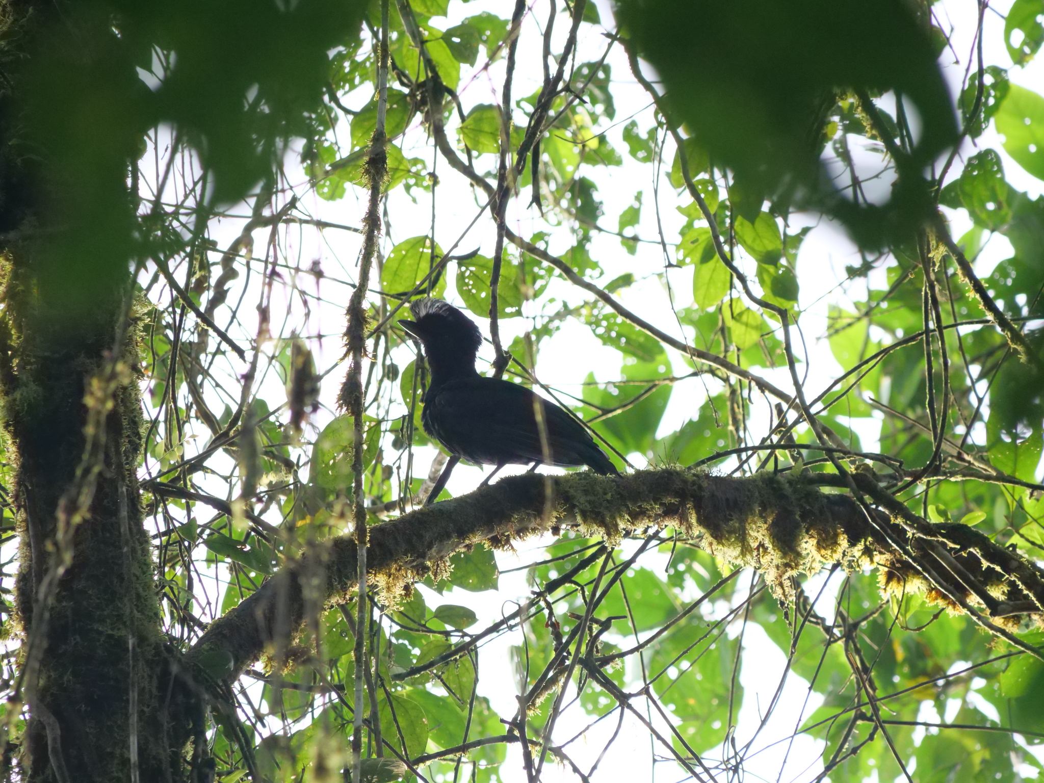 Long-wattled Umbrellabird (Cephalopterus penduliger), photo 5