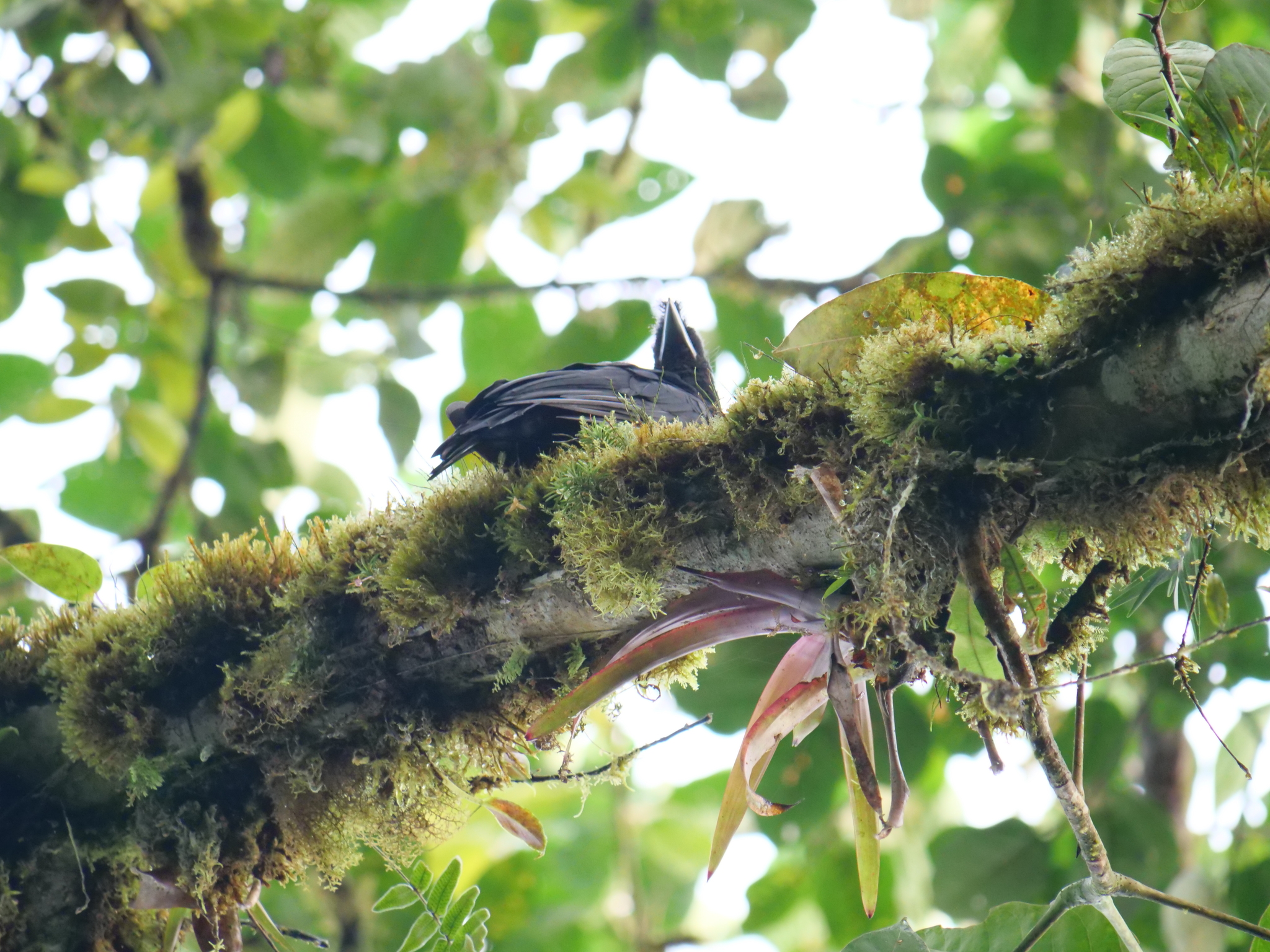 Long-wattled Umbrellabird (Cephalopterus penduliger), photo 6