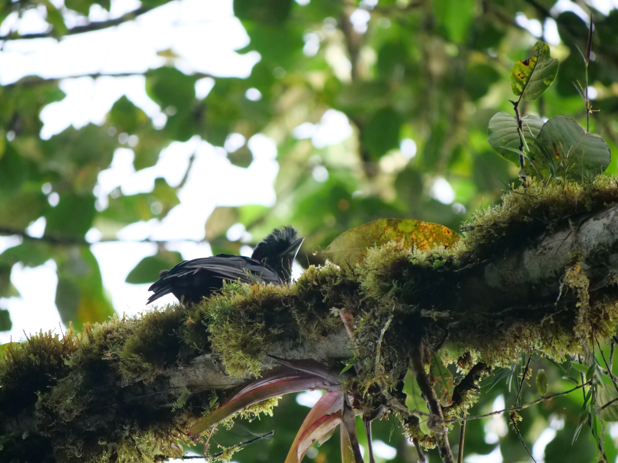 Long-wattled Umbrellabird (Cephalopterus penduliger), photo 7