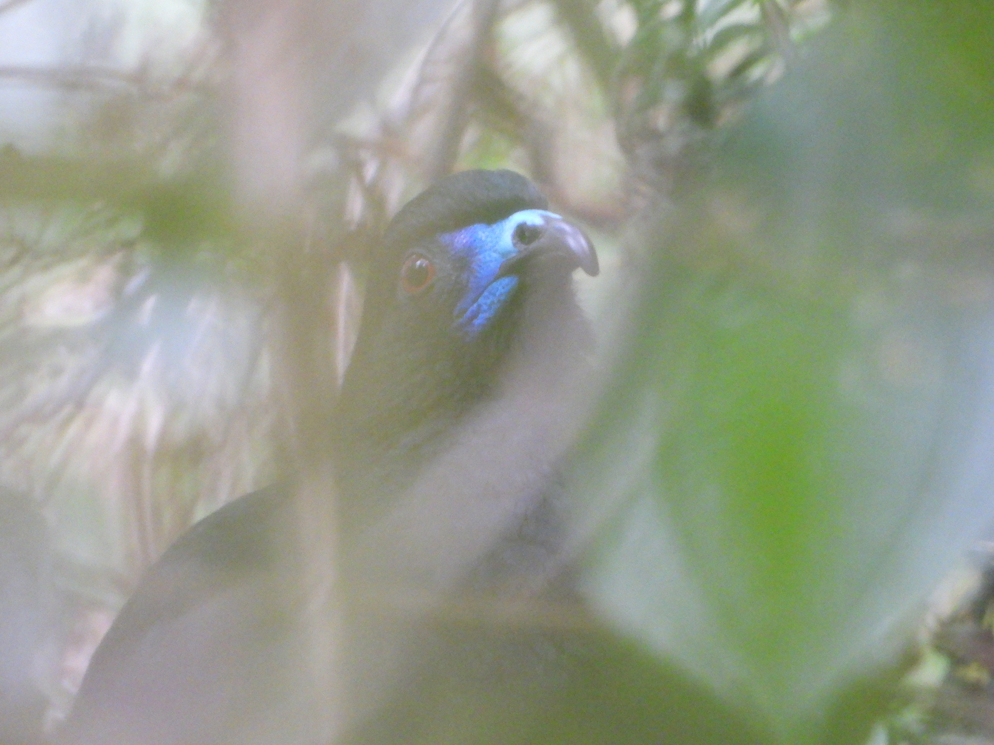 Black Guan (Chamaepetes unicolor), photo 5