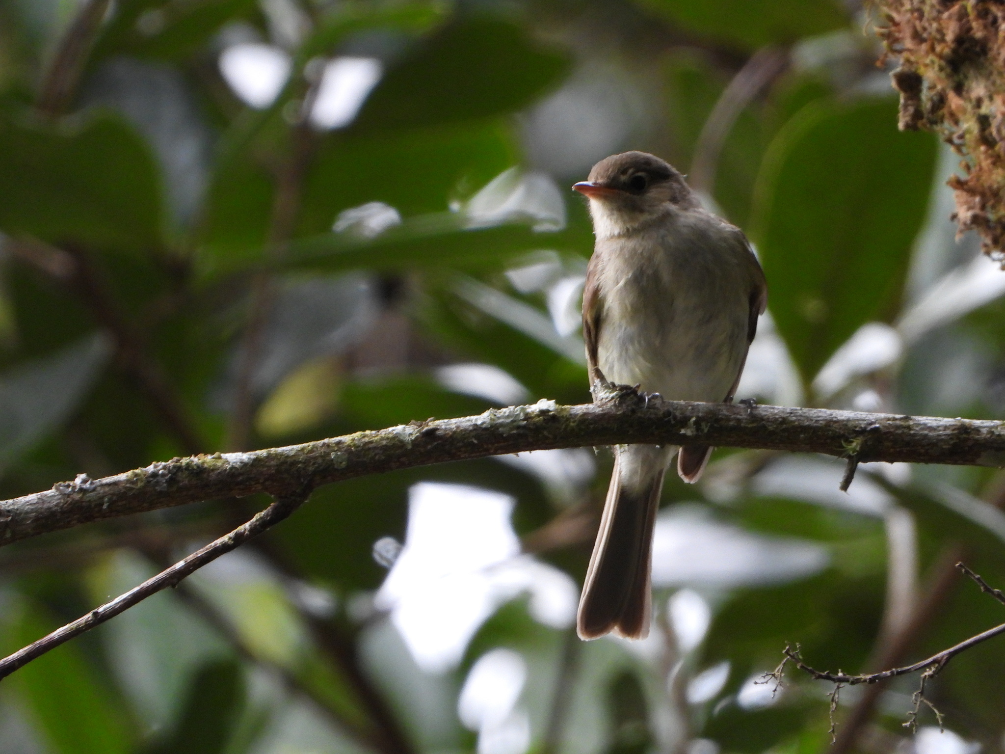 Mountain Elaenia (Elaenia frantzii), photo 2