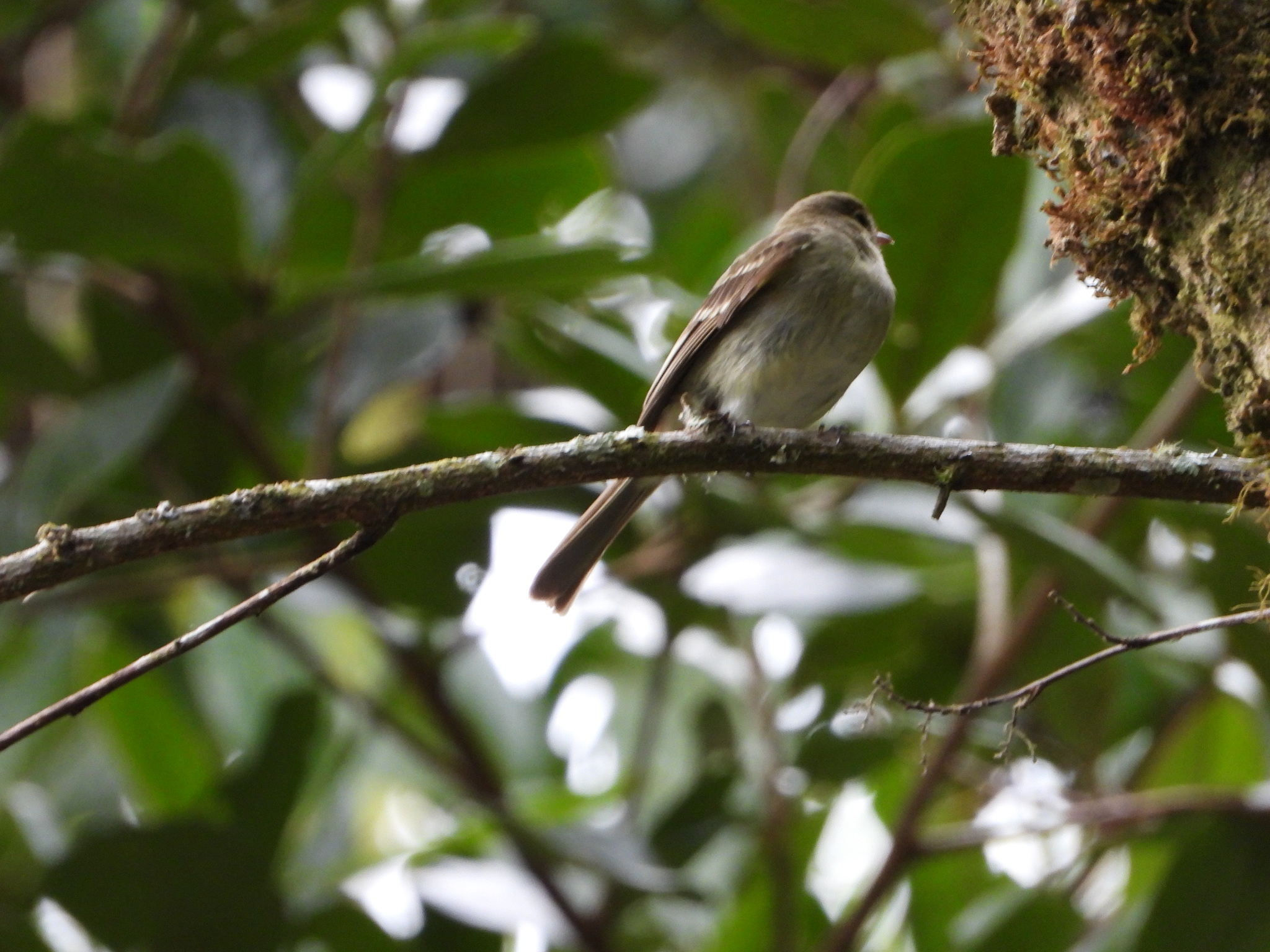 Mountain Elaenia (Elaenia frantzii), photo 3