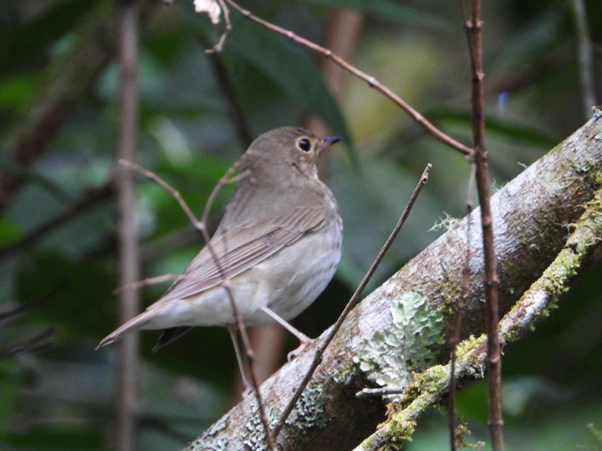 Swainson's Thrush (Catharus ustulatus), photo 9