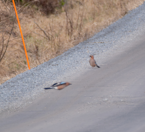 Eurasian Jay