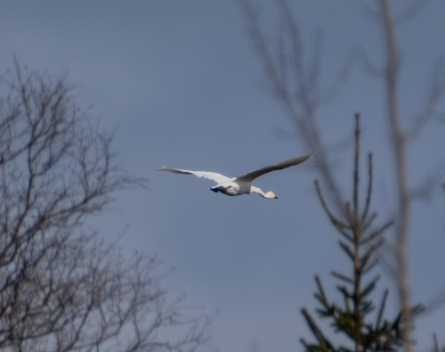 Whooper Swan