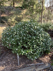 Daphne odora marginata