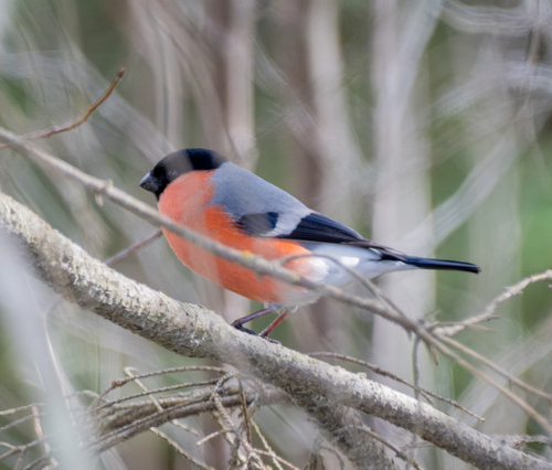Eurasian Bullfinch