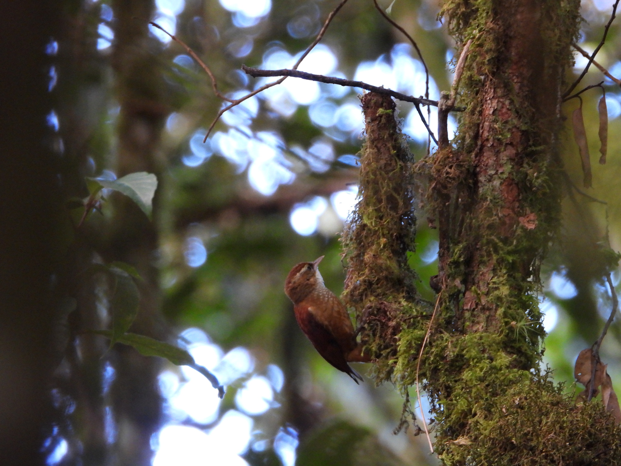 Ruddy Treerunner (Margarornis rubiginosus), photo 5