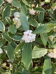 Daphne odora marginata